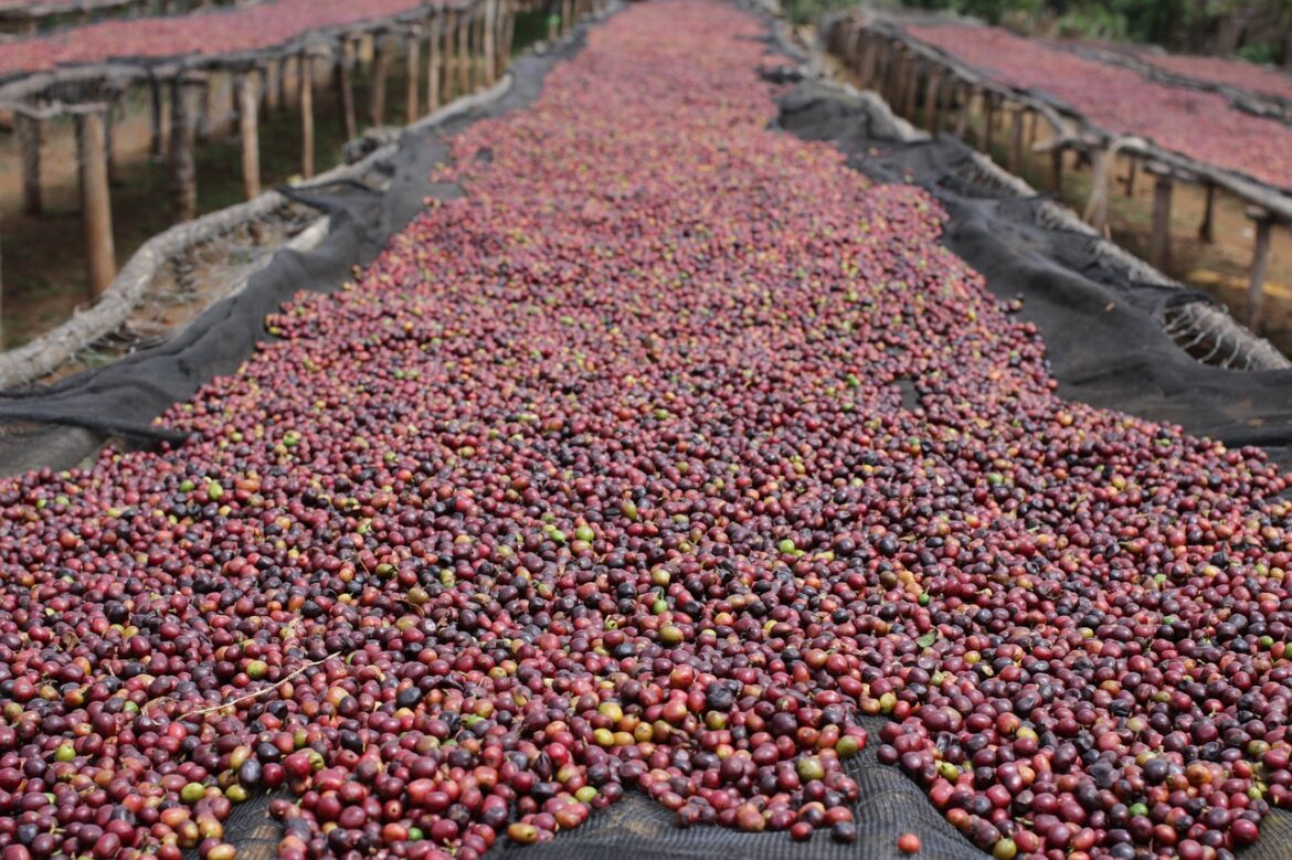 Biji kopi berkualitas